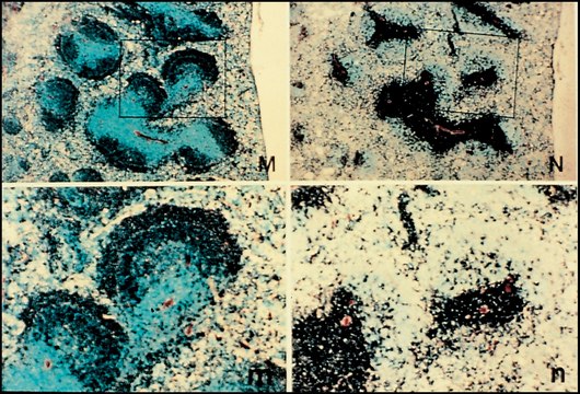 Anti-Rat IgG (whole molecule)–Biotin antibody