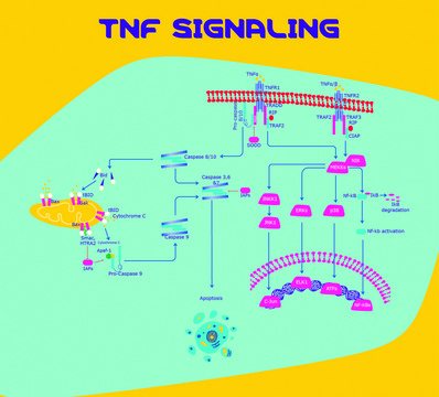 Tumor Necrosis Factor-? human