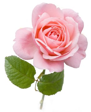 Rose oil, Bulgarian natural, FG,