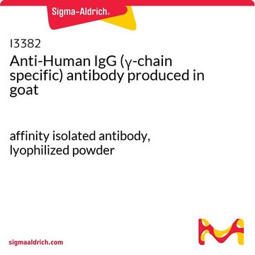 Anti-Human IgG (?-chain specific) antibody