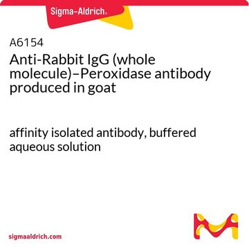 Anti-Rabbit IgG (whole molecule)–Peroxidase antibody
