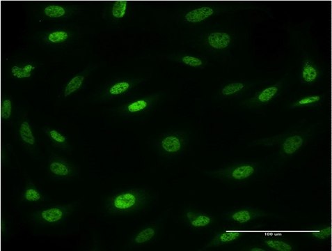 Monoclonal Anti-MESP2 antibody produced in