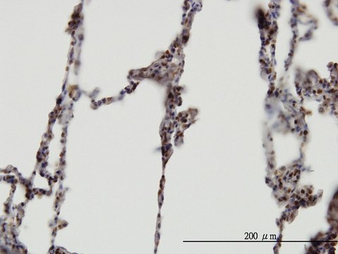 Monoclonal Anti-XAB2 antibody produced in