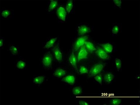 Monoclonal Anti-MGC16169 antibody produced in