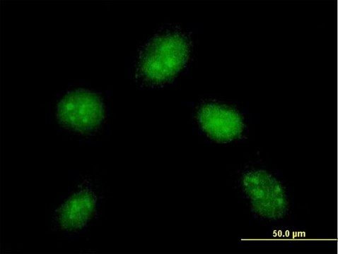 Monoclonal Anti-DYDC1 antibody produced in