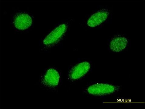 Monoclonal Anti-FLJ21908 antibody produced in