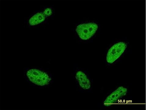 Monoclonal Anti-POLR3K antibody produced in