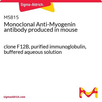 Monoclonal Anti-Myogenin antibody produced in