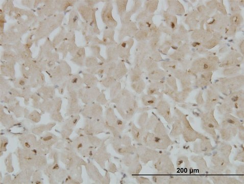 Monoclonal Anti-CYGB antibody produced in