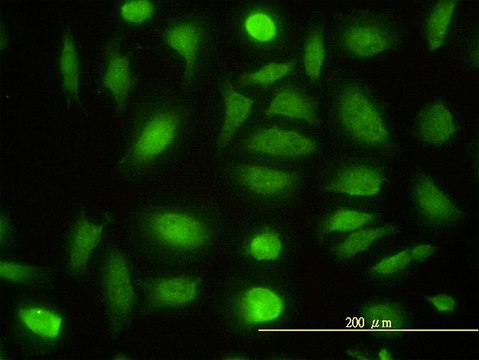 Monoclonal Anti-NPEPL1 antibody produced in