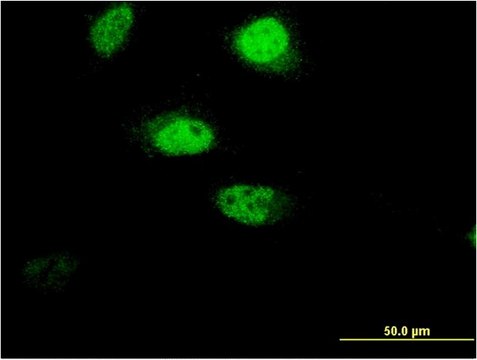 Monoclonal Anti-FLJ46380 antibody produced in