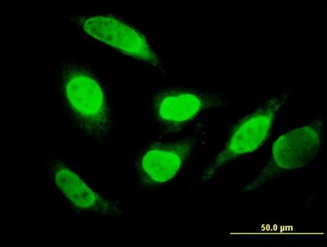 Monoclonal Anti-RUNDC2A antibody produced in