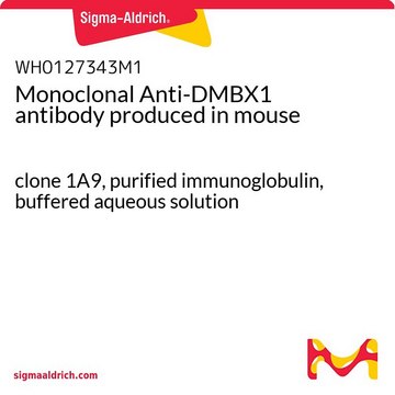 Monoclonal Anti-DMBX1 antibody produced in