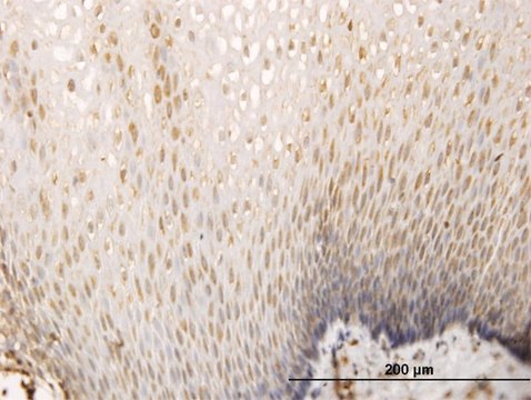 Monoclonal Anti-SH3D19 antibody produced in