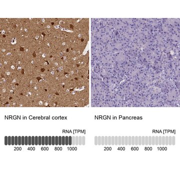 Anti-NRGN antibody produced in rabbit