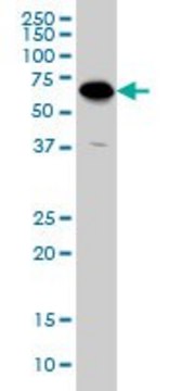 Monoclonal Anti-ATP6V1C2 antibody produced in