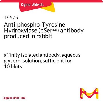 Anti-phospho-Tyrosine Hydroxylase (pSer??) antibody produced