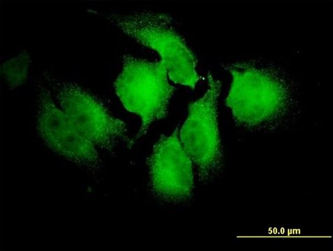 Monoclonal Anti-NOTCH2NL antibody produced in