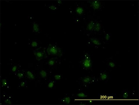 Monoclonal Anti-BARX1 antibody produced in
