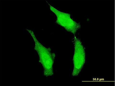 Monoclonal Anti-DND1 antibody produced in