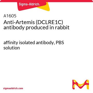 Anti-Artemis (DCLRE1C) antibody produced in