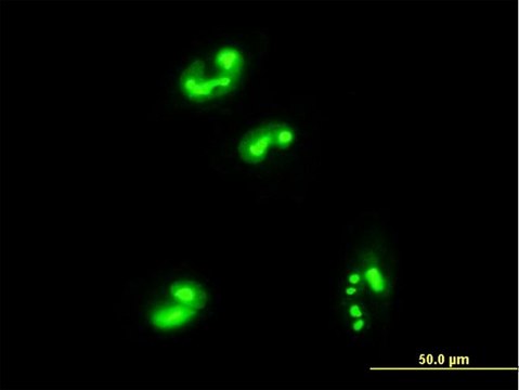 Monoclonal Anti-C1orf33 antibody produced in