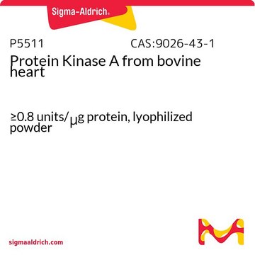 Protein Kinase A from bovine