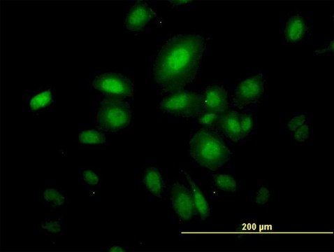 Monoclonal Anti-SEPT10 antibody produced in