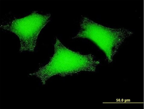 Monoclonal Anti-FLJ23577 antibody produced in