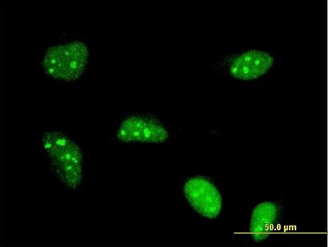 Monoclonal Anti-POLR1B antibody produced in
