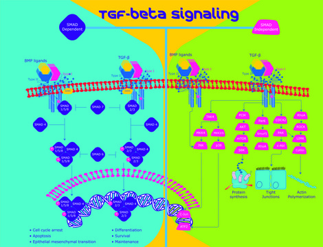 Transforming Growth Factor-?3 human
