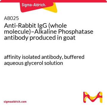 Anti-Rabbit IgG (whole molecule)–Alkaline Phosphatase
