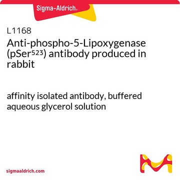 Anti-phospho-5-Lipoxygenase (pSer?²³) antibody produced in