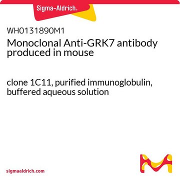Monoclonal Anti-GRK7 antibody produced in