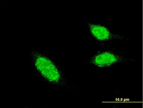 Monoclonal Anti-BRCC2 antibody produced in