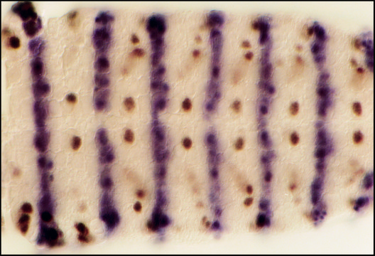5-Bromo-4-chloro-3-indolyl phosphate p-toluidine salt