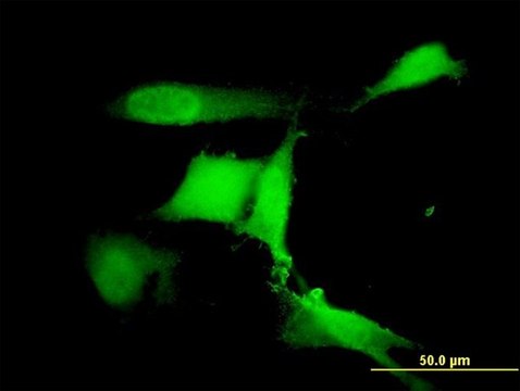 Monoclonal Anti-RFWD2 antibody produced in