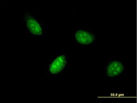 Monoclonal Anti-BHLHB3 antibody produced in