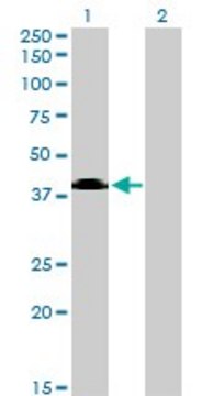 Monoclonal Anti-MGC26963 antibody produced in