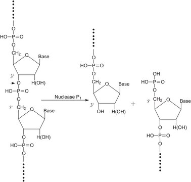Nuclease P? from Penicillium citrinum