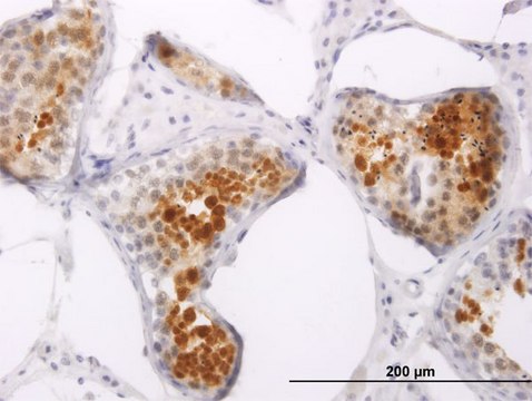 Monoclonal Anti-PPP1R2P3 antibody produced in
