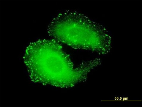 Monoclonal Anti-TNS4 antibody produced in