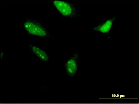 Monoclonal Anti-LOC285498 antibody produced in