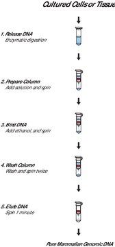GenElute™ Mammalian Genomic DNA Miniprep