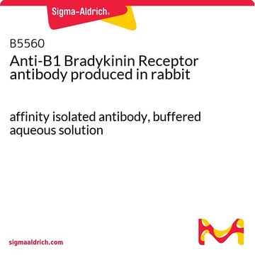 Anti-B1 Bradykinin Receptor antibody produced