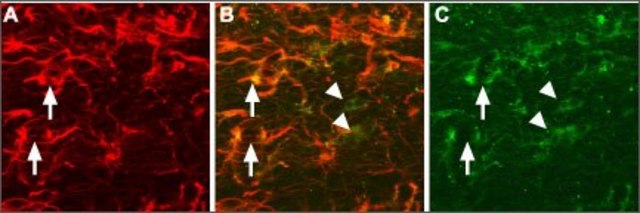 Anti-Pro-NGF antibody produced in rabbit